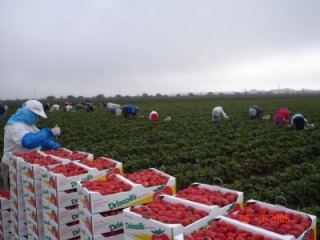 Conservacin de la calidad en bayas frescas (fresas, frambuesas y moras) despus de la cosecha: el reto y las soluciones